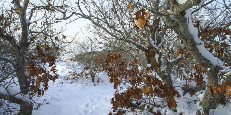 Winter Beach Path by Alex Goethals